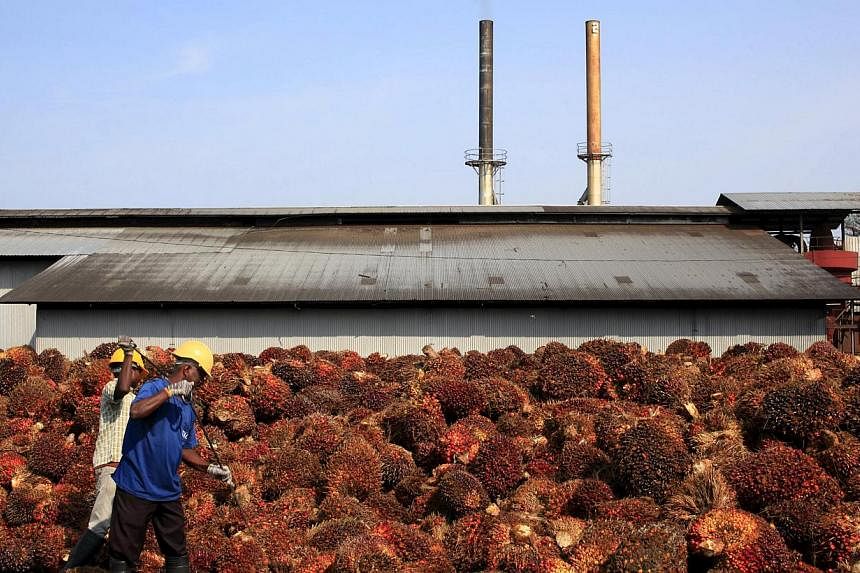 Workers collect palm oil fruits inside a palm oil factory in Sepang, outside Kuala Lumpur, in this February 18, 2014 file photo. -- PHOTO: REUTERS