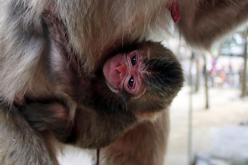 Mount Takasaki Wild Monkey Park in Oita was flooded with complaints after announcing Wednesday that the public had voted for a newborn macaque to be called Charlotte, just days after Britain's royal family named its newest member. -- PHOTO: AFP