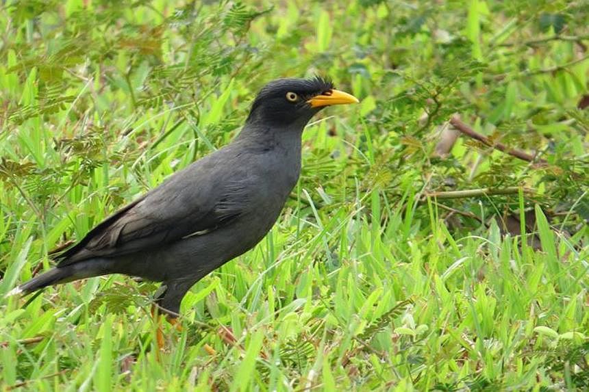 What does it mean to our native ecosystems that the Javan mynah (above) has displaced the common mynah? The answer may simply be fewer common mynahs. Or perhaps there are more serious effects which may be direct or indirect - and apparent only in the