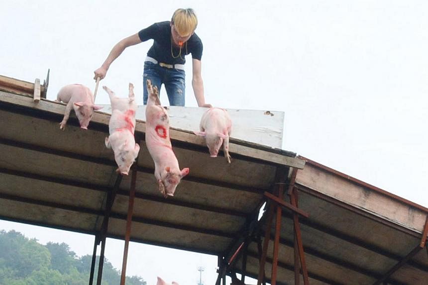 Pigs being made to leap from a diving platform during a swimming competition in Changsha, Hunan province, last week. -- PHOTO: CHINA FOTO PRESS
