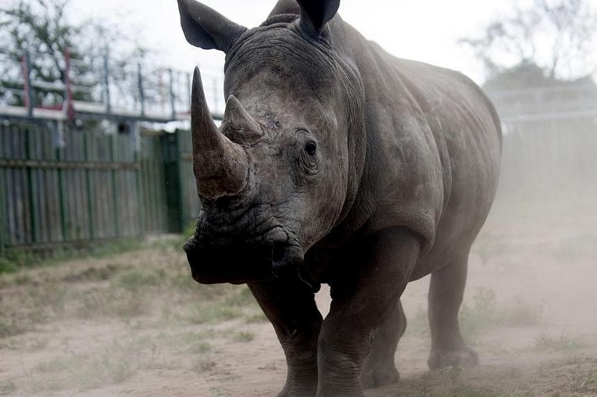 A rhino looks through the bars of the holding pens at the Kruger National Park in South Africa on Mar 2 this year. -- PHOTO: AFP
