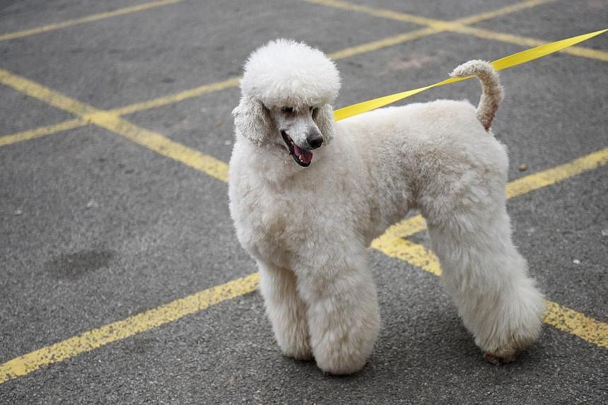 A California man was jailed for a year on Tuesday and told to undergo anger management counseling for beating his pet poodle to death. -- PHOTO: AFP