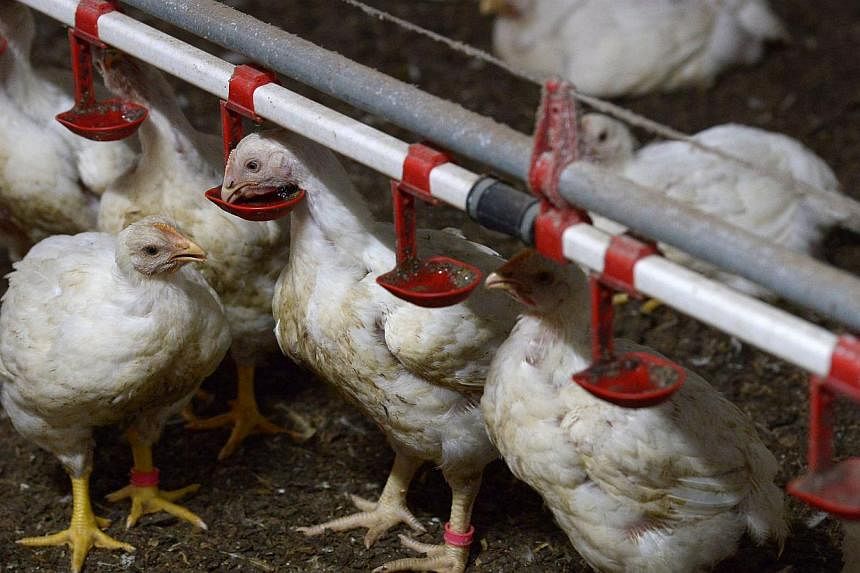 In barns filled with classical music and lighting that changes to match the hues outside, rows of chickens are fed a diet rich in probiotics, a regimen designed to remove the need for the drugs and chemicals that have tainted the global food chain. -