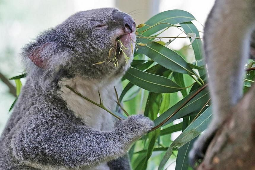 Idalia, one of the four koalas that will stay at the Singapore Zoo for six months. The animals will go on exhibition at the zoo from noon on May 20. -- PHOTO: WILDLIFE RESERVES SINGAPORE
