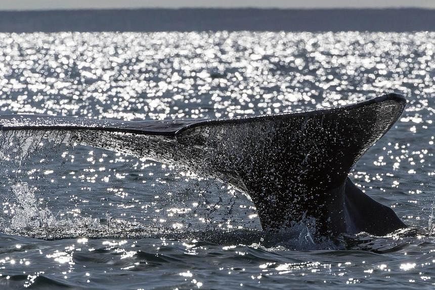 A grey whale diving in a lagoon in Mexico on March 3, 2015.&nbsp;Environmentalists reacted angrily on Tuesday to a controversial shipment of fin whale meat to Japan by an Icelandic whaling company, saying that it flouted international conservation ag