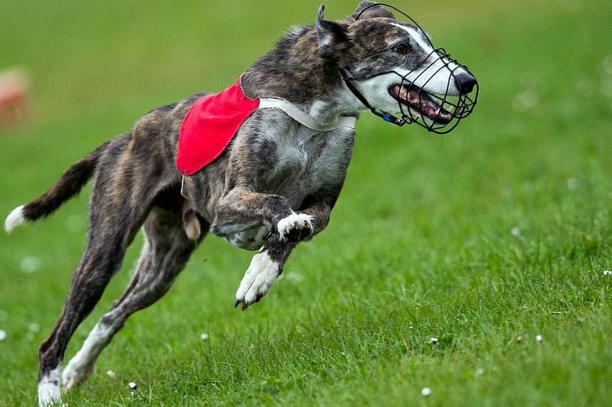 A greyhound competing on April 26, 2015, in Wismar, Germany. Two men have been charged in Australia with using kittens as live bait to train greyhounds, following allegations that piglets, rabbits and possums were also used in the sport. -- PHOTO: AF
