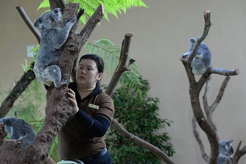 Junior Animal Management Officer Rachel Yeo bringing Idalia down for feeding at the Singapore Zoo. -- ST PHOTO: DESMOND FOO