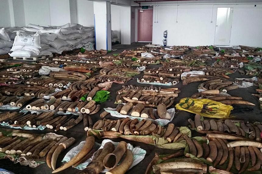 Some 3,700kg of raw ivory tusks (pictured), as well as four rhino horns and 22 teeth believed to be from African big cats, were seized after they were found in bags inside two big containers on May 19, 2015.&nbsp;A leading Kenyan wildlife protection 