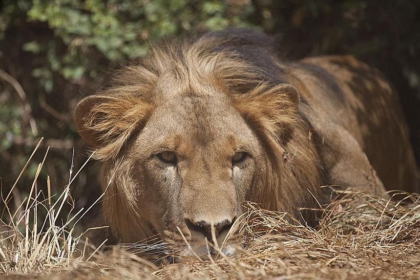 Zambia has lifted a ban on the hunting of big cats that was imposed over allegations of corruption in the awarding of government hunting concessions, officials said Wednesday.&nbsp;The hunting of lions (above) will start during the 2016 to 2017 hunti