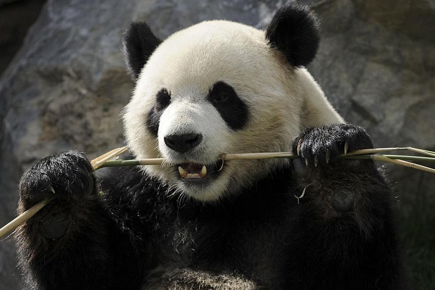 A giant panda munching bamboo leaves at an animal park in Belgium.&nbsp;Despite two million years of munching almost exclusively on bamboo, the giant panda's gut has not adapted to eating the plant - putting the creatures in an "evolutionary dilemma"