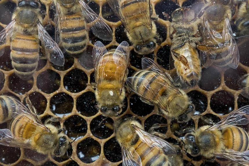 Honey bees that produce raw wildflower honey work in their hive at an outdoor Farmer's Market in Washington, DC. US honey bee keepers lost 42 per cent of their colonies in the past year, the second highest annual loss recorded to date. -- PHOTO: AFP