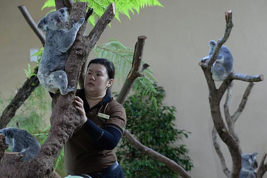 Junior Animal Management Officer, Rachel Yeo, brings Idalia down for feeding at the Singapore Zoo. Four koalas named Paddle, Chan, Pellita and Idalia, are on loan from Australia to the zoo here. -- ST PHOTO: DESMOND FOO&nbsp;