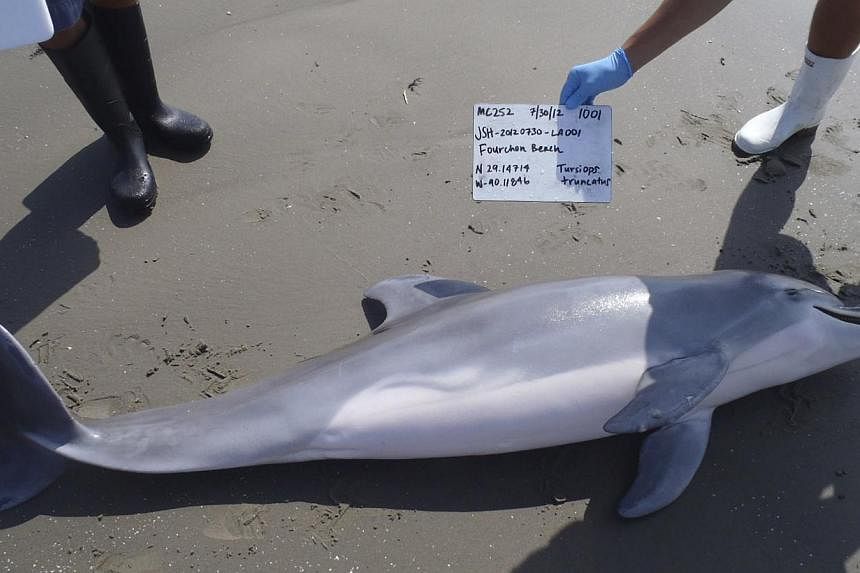 A Louisiana Department of Wildlife and Fisheries photo&nbsp;shows a dead dolphin that came ashore in 2012 along the Louisiana coast. Dolphins swimming in the oil-contaminated waters of the Gulf of Mexico after the BP spill in 2010 suffered unusual lu