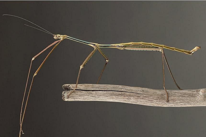 A Phryganistria tamdaoensis male stick insect is seen in an undated handout picture courtesy of Dr. Bruno Kneubuehler. -- PHOTO: REUTERS