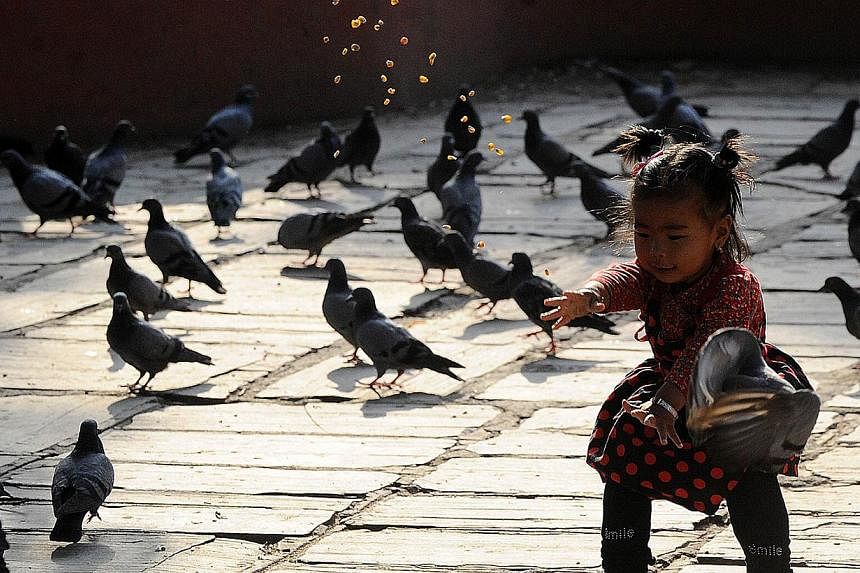 A Nepalese child looks at pigeons at a temple in Kathmandu on May 25, 2015 as the country marks one month since a deadly earthquake struck the country, killing more than 8,600 people. The April 25 disaster was followed by another massive quake on May