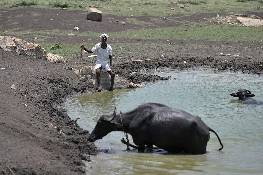 An Indian man sits under the hot sun next to his cattle on the outskirts of Hyderabad on May 25, 2015. More than 430 people have died in two Indian states from a days-long heatwave that has seen temperatures nudging 50 degrees Celsius (122 degrees Fa