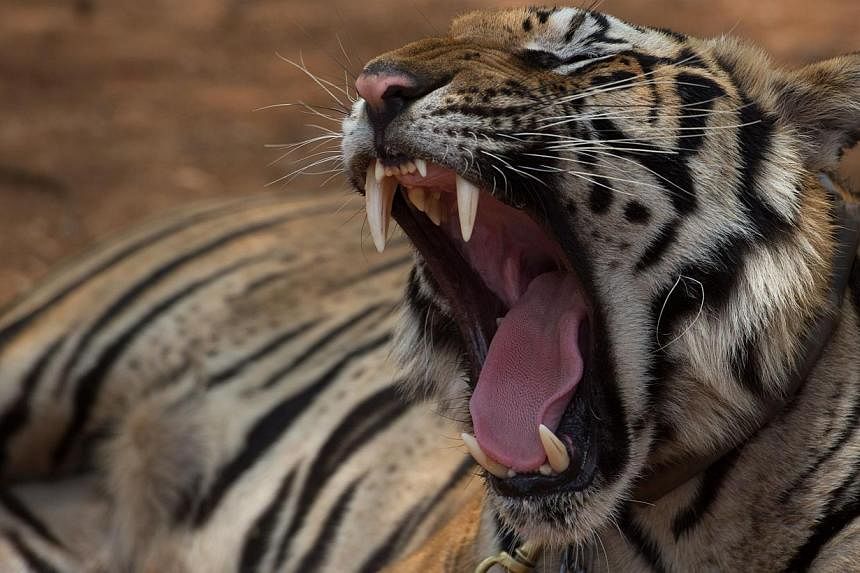 A tiger yawns at the Tiger Temple in Kanchanaburi province on April 24, 2015. Following the mauling of the temple abbot by one of the big cats, the monk's doctor said on Monday that the tiger in question "didn't intend" to attack him. -- PHOTO: AFP