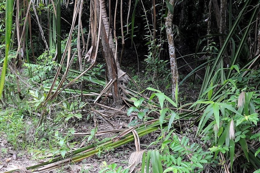 The view of the jungle trail which leads to the mass graves found near the border town of Padang Besar in Perlis state. -- PHOTO: THE STAR/ASIA NEWS NETWORK&nbsp;