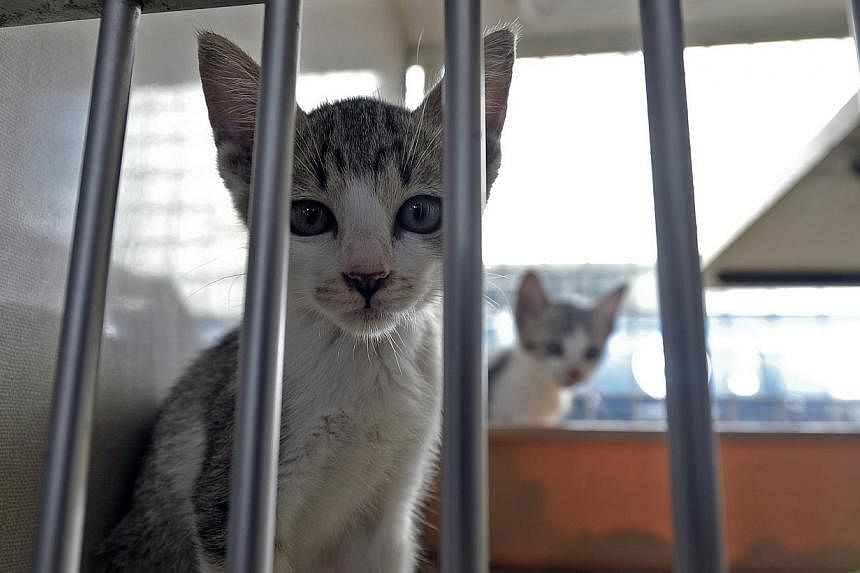 Cats at the Society for the Prevention of Cruelty to Animals (SPCA) compound at Mount Vernon Road. -- PHOTO: ST FILE &nbsp;