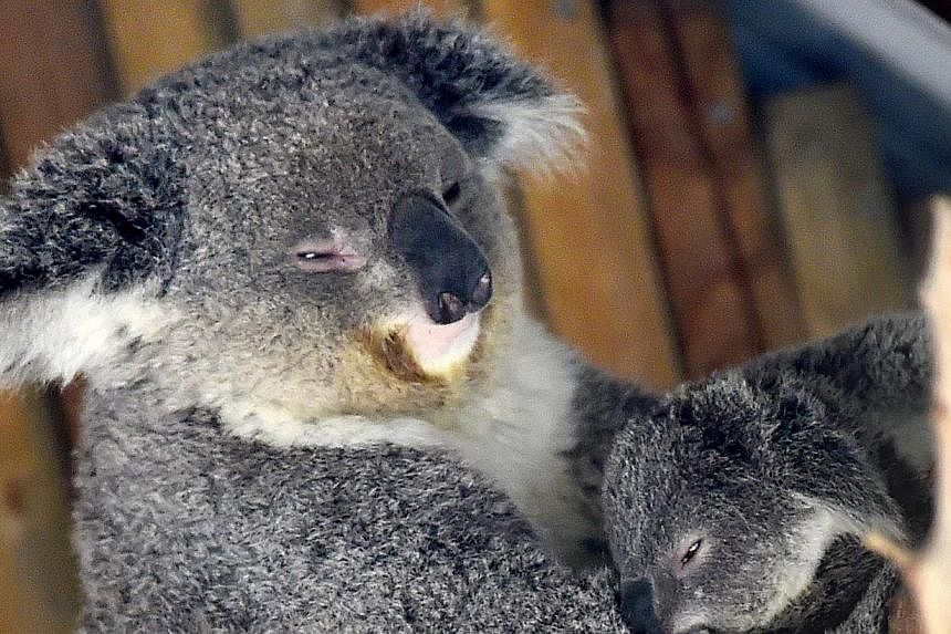The Victorian state government is concerned many of the koalas may be undernourished because the colony at Cape Otway has grown even as the supply of the koalas' staple diet of manna gum leaves has diminished. -- PHOTO: AFP