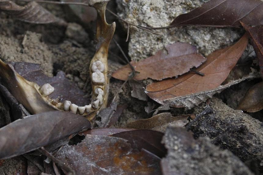 A human jawbone is seen near a grave as members of Royal Malaysia Police forensic team exhume human remains at Wang Burma hills at Wang Kelian, Perlis, Malaysia, on May 26, 2015. -- PHOTO: EPA