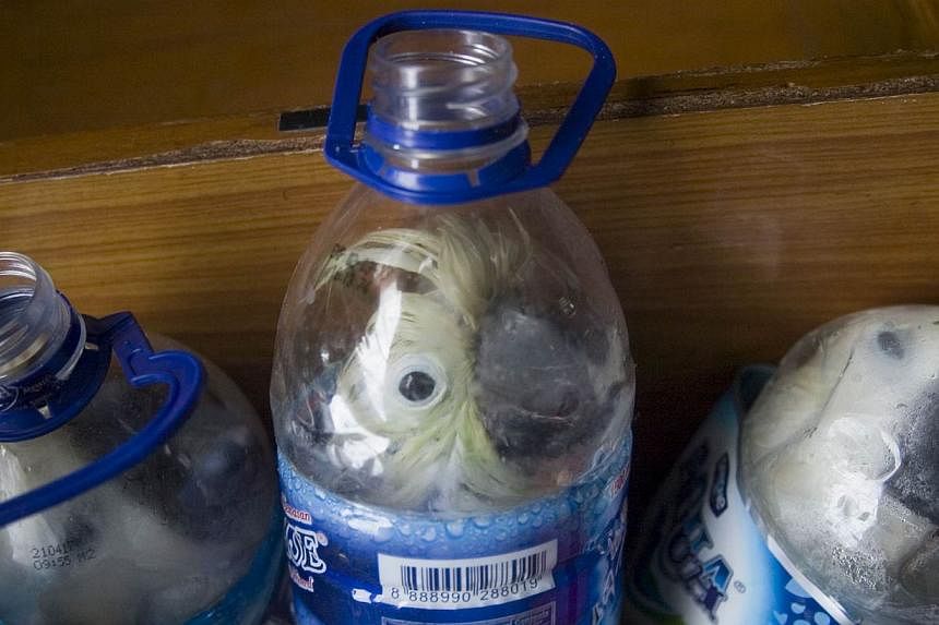 Rare Indonesian yellow-crested cockatoos are seen inside water bottles confiscated from an alleged wildlife smuggler on May 4, 2015. -- PHOTO: REUTERS