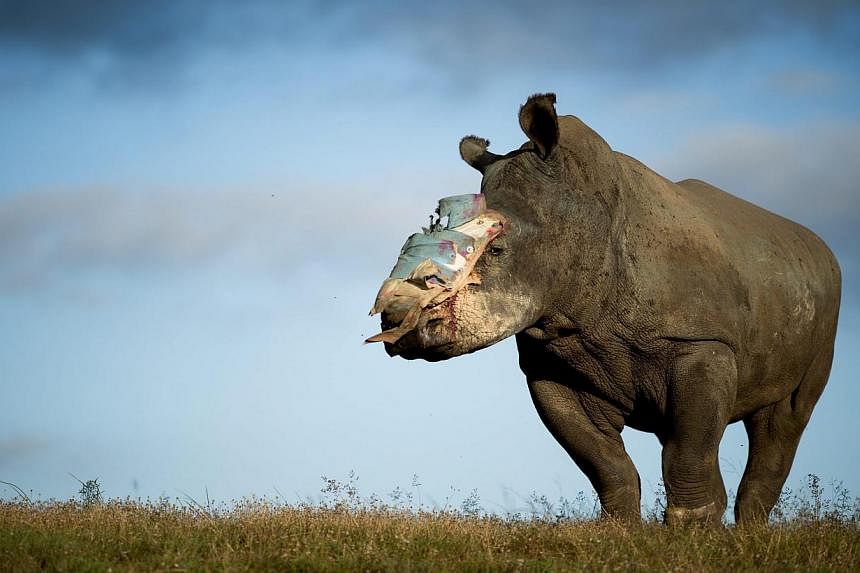 A handout image released by Adrian Steirn shows four-year old female rhino Hope recovering at Shamwari Game Reserve in the Eastern Cape, South Africa, 26 May 2015. Hope survived an horrific poaching attack thanks to dramatic intervention by specialis