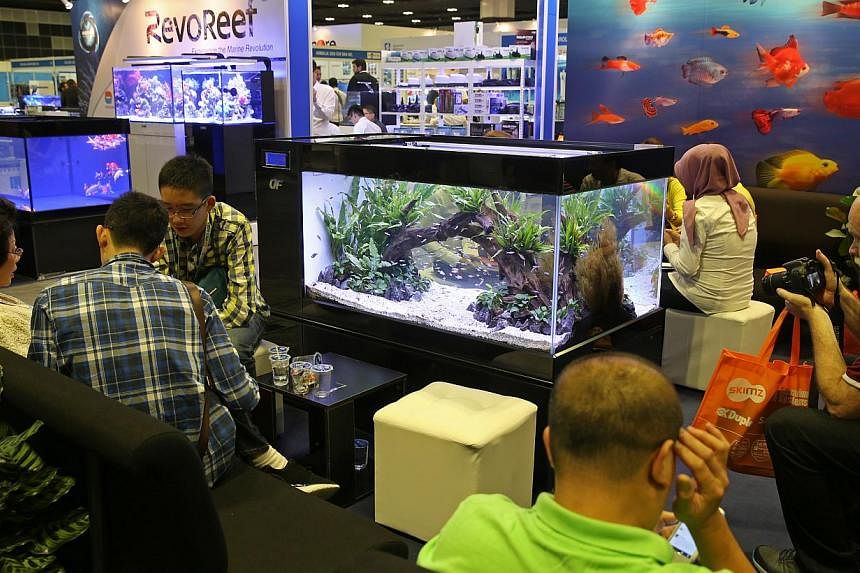 Visitors (inset) at ornamental fish show Aquarama at Suntec yesterday. Singapore is the largest exporter of ornamental fish like betta (above) globally, but exports have fallen to levels similar to those a decade ago.