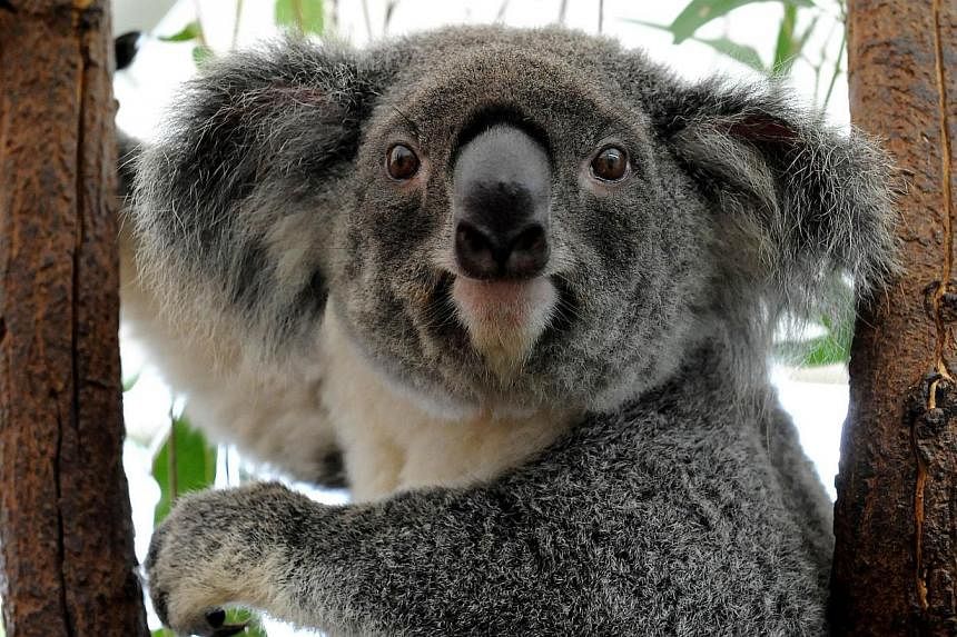 Australia's Queensland state will list the koala as a "vulnerable species" throughout the north-eastern region, saying urban expansion, car accidents and dog attacks were threatening the much-loved furry animal. -- PHOTO: AFP