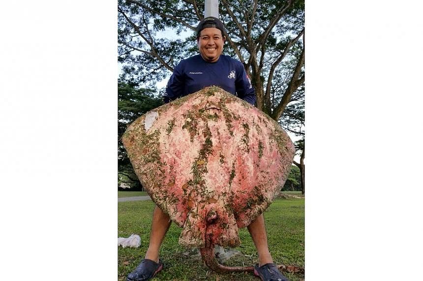 A regular fishing trip to Pasir Ris on May 22 turned extraordinary when one of the anglers caught a giant stingray, estimated to weigh around 100kg. -- PHOTO: SHIN MIN DAILY NEWS &nbsp;