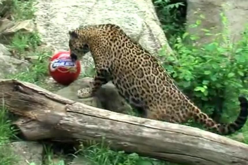 Naom, mother of LeBron, a jaguar at the Akron Zoo picking a red Cleveland Caveliers ball during a session to predict which team will win the NBA finals. -- PHOTO: WEWS/YOUTUBE