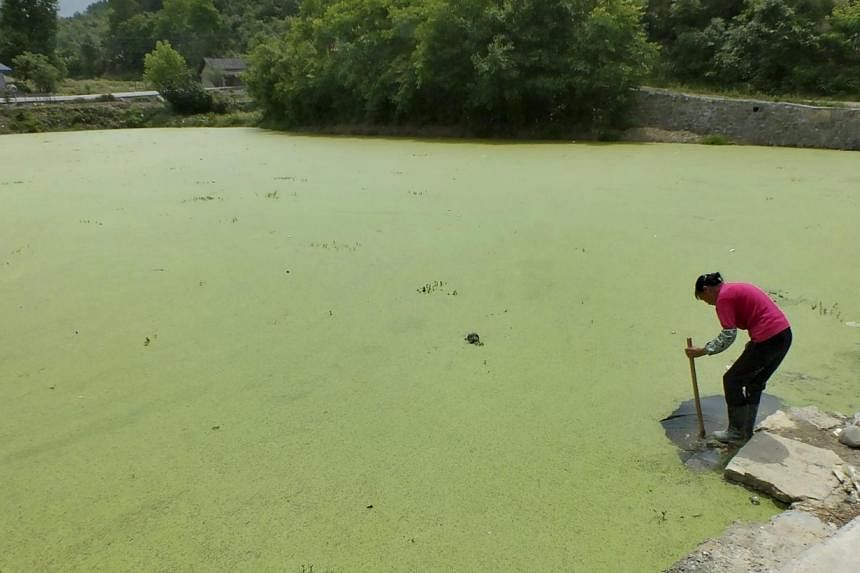 A farmer cleans her farming tool at a pond covered by duckweed in Yichang, Hubei province, China on May 13, 2015. -- PHOTO: REUTERS &nbsp;
