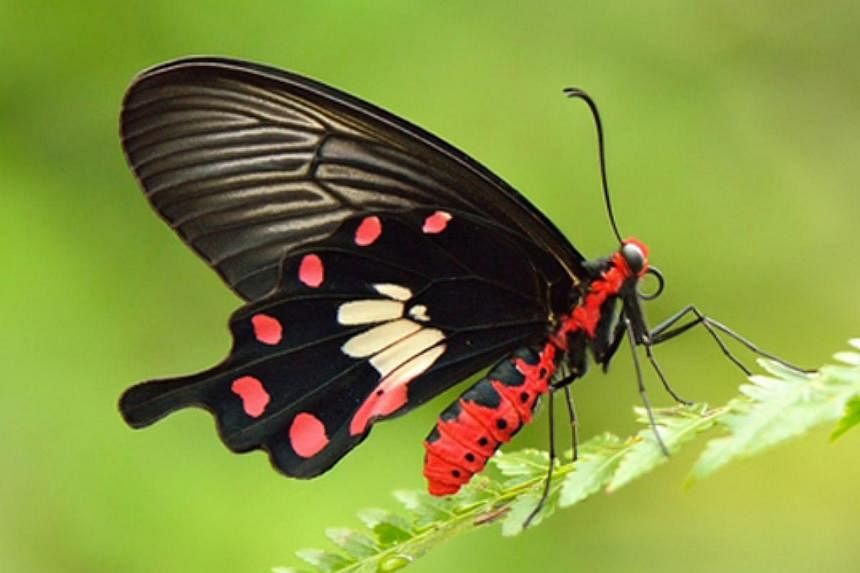 All in, 7,603 votes were cast, with the Common Rose - a medium-sized butterfly that is found mainly in forests - garnering 37 per cent of them. -- PHOTO: NATURE SOCIETY&nbsp;
