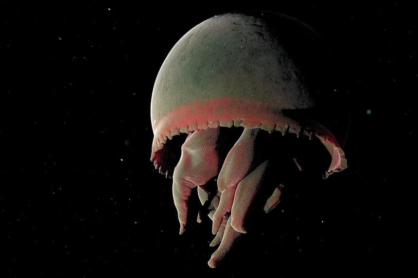 Mysterious deep-sea creatures include (from left) Pseudocyttus maculatus (Smooth Oreo), the jelly Benthocodon species (4cm in diameter), Melanocetus murrayi (Murray's abyssal anglerfish) and Tiburonia granrojo (below).