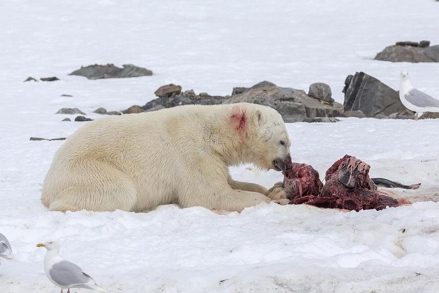 A polar bear eats a white-beaked dolphin in the Smeerenburgfjorden fjord, in the Norwegian archipelago of Svalbard, Norway on July 4, 2014. -- PHOTO: AFP