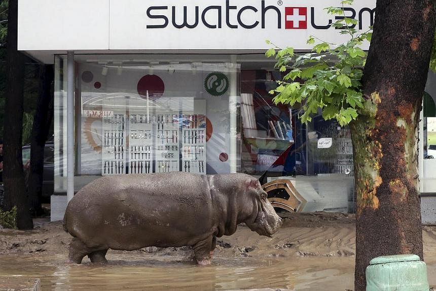 A hippopotamus walking across a flooded street in Tbilisi, Georgia, on June 14, 2015, after it escaped from a zoo. Serious flooding in the Georgian capital has killed eight people and helped several animals escape from their enclosures in the zoo. --