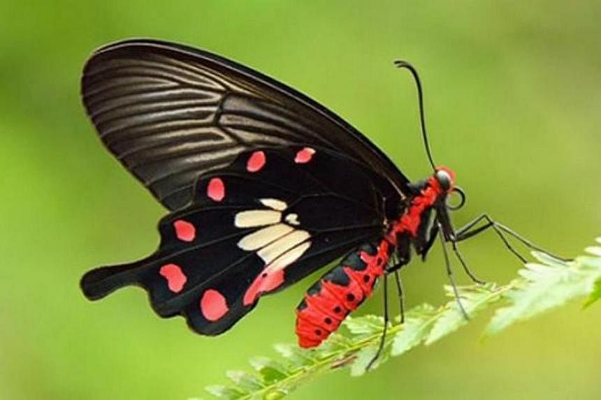 The Common Rose has emerged as Singapore’s national butterfly, with more than 7,600 votes cast, beating five other candidates in a contest organised by the Nature Society Singapore. -- PHOTO: NATURE SOCIETY