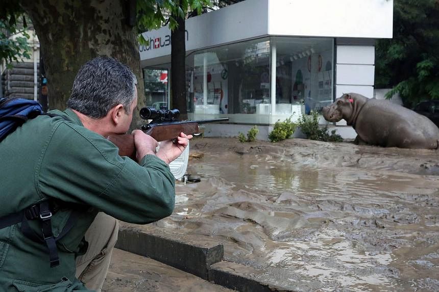 A man shooting a tranquiliser gun at a runaway hippo during severe flooding in Tbilisi, Georgia, on June 14, 2015.&nbsp;Up to 20 people are still missing after devastating floods killed at least a dozen people in the Georgian capital Tbilisi, with es
