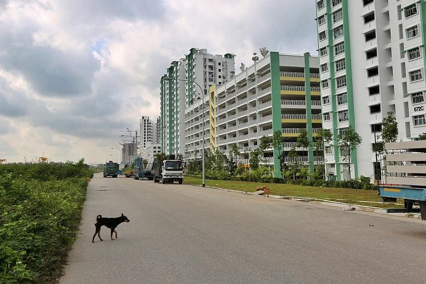 According to the residents interviewed by Chinese paper Shin Min Daily News, people have been witnessed leaving food for stray dogs in a field close to Edgefield Plains. -- PHOTO: SHIN MIN DAILY NEWS
