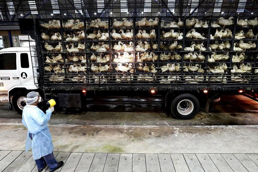 An inspection officer from the Agri-Food and Veterinary Authority of Singapore (AVA), at Tuas Checkpoint inspecting trucks carrying chickens, ducks or eggs from West Malaysia on Jan 21, 2015. The AVA and Veredus Laboratories have launched the&nbsp;wo