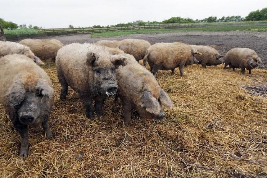 Mangalica pigs are known for their fat.