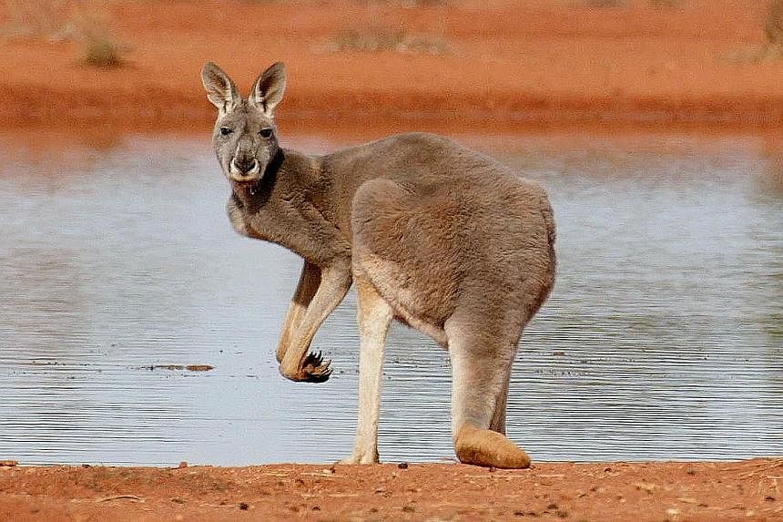 A study has found a left-handed bias across two species of kangaroos, and a wallaby species.