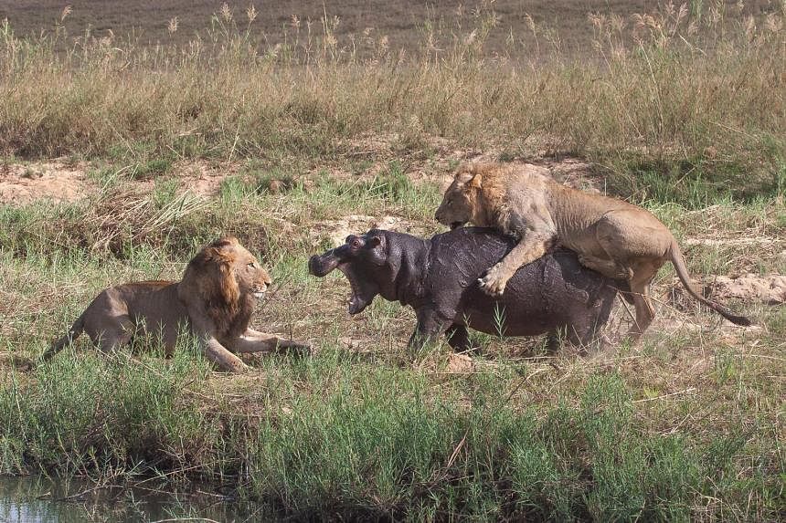 Animal shows by Discovery will emphasise more on the narrative, like The Lions Of Sabi Sands: Brothers In Blood, a two-hour special about the struggle for power within a lion coalition.
