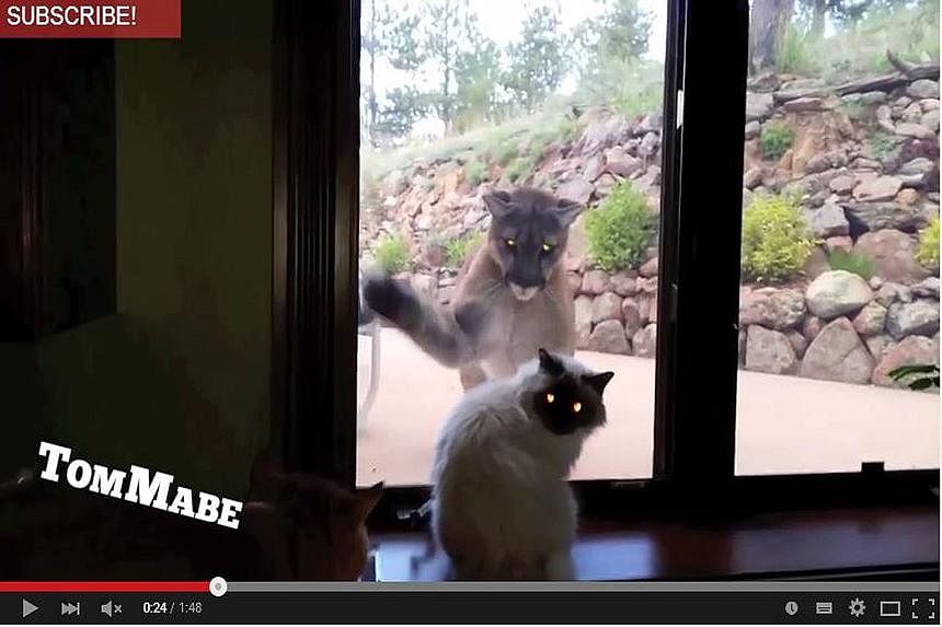 A video of an unfazed house cat staring down a large mountain lion pawing at a Colorado kitchen window has gone viral, receiving nearly one million views on YouTube in just a couple of days.