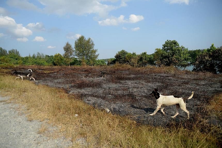 Pockets of fire broke out in an area the size of about two football fields, near the popular Ketam cycling trail on Pulau Ubin, on Wednesday night. No one was hurt or needed to be evacuated and the cause of the fire is being investigated.