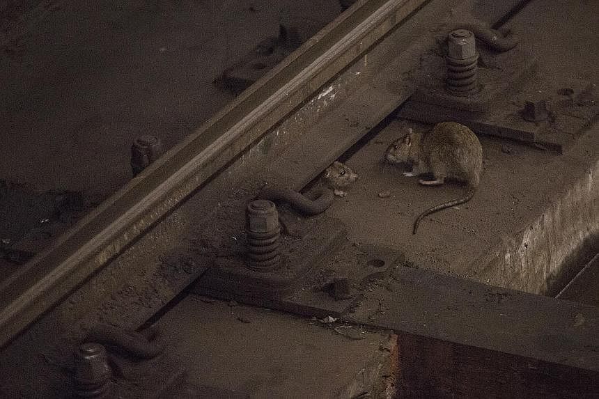 Rats at the Union Square subway station in New York City. Agencies across the city are working to control their numbers, estimated in the millions, by tracking down and attacking "reservoirs" where the rodents gather.