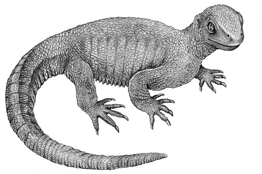 An artist's reconstruction of the stem-turtle Pappochelys from 240-million-year-old fossils.