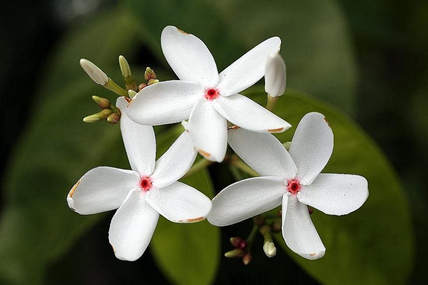 Visitors can learn about the Kopsia singapurensis tree, whose "patriotic flowers" bloom with a red heart framed by white petals, at the Celebrating SG50: Our Natural Heritage exhibition this weekend.
