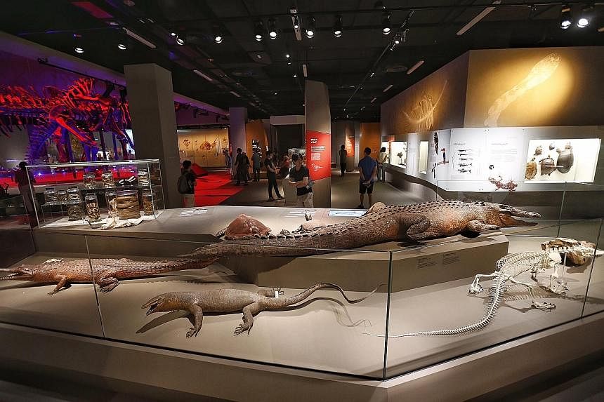 The Lee Kong Chian Natural History Museum (above) opened its doors to the public on April 28 this year.