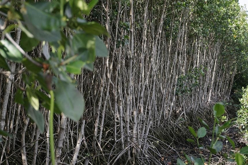 Mangroves are highly efficient carbon sinks, absorbing up to five times as much carbon dioxide as tropical forests. They are also important ecosystems, providing spawning grounds and habitat for hundreds of species.